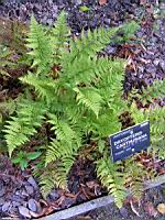 Fougere - Dryopteris Carthusiana (fam Dryopteridacees) (Europe, Asie) (1) (Photo F. Mrugala)